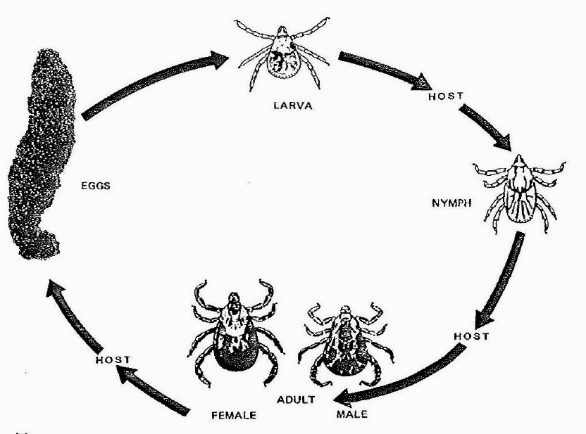 832x617 Hard Tick Life Cycle - Life Cycle Drawing