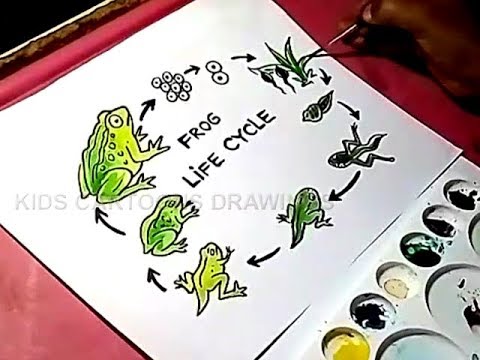 480x360 How To Draw Frog Life Cycle Drawing For Kids - Life Cycle Drawing