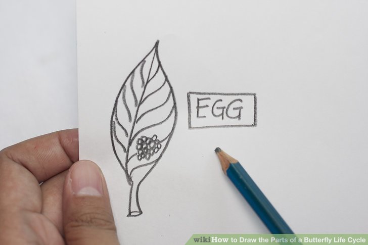 728x485 How To Draw The Parts Of A Butterfly Life Cycle Steps - Life Cycle Drawing