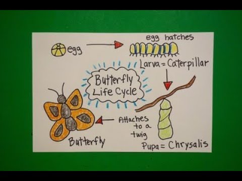 480x360 Let's Draw The Life Cycle Of A Butterfly! - Life Cycle Drawing