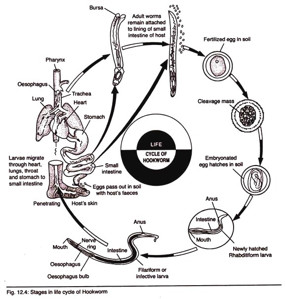 579x605 Life Cycle Of Adult Hookworm - Life Cycle Drawing