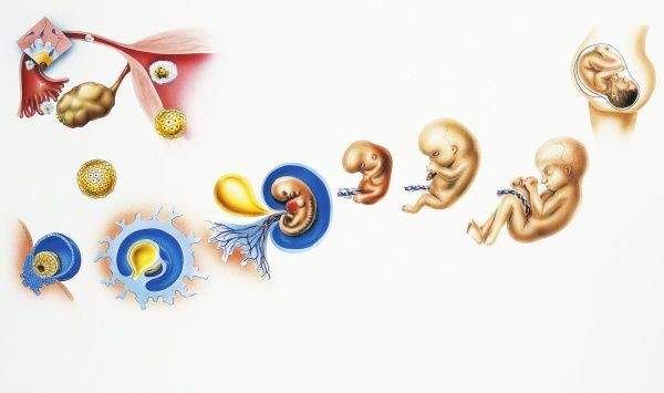 600x355 Prints Of Human Life Cycle, From Cells To Human Being, Drawing - Life Cycle Drawing