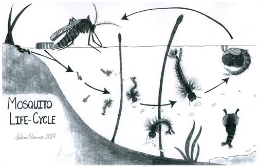 504x326 Sh Life Cycle Drawing - Life Cycle Drawing