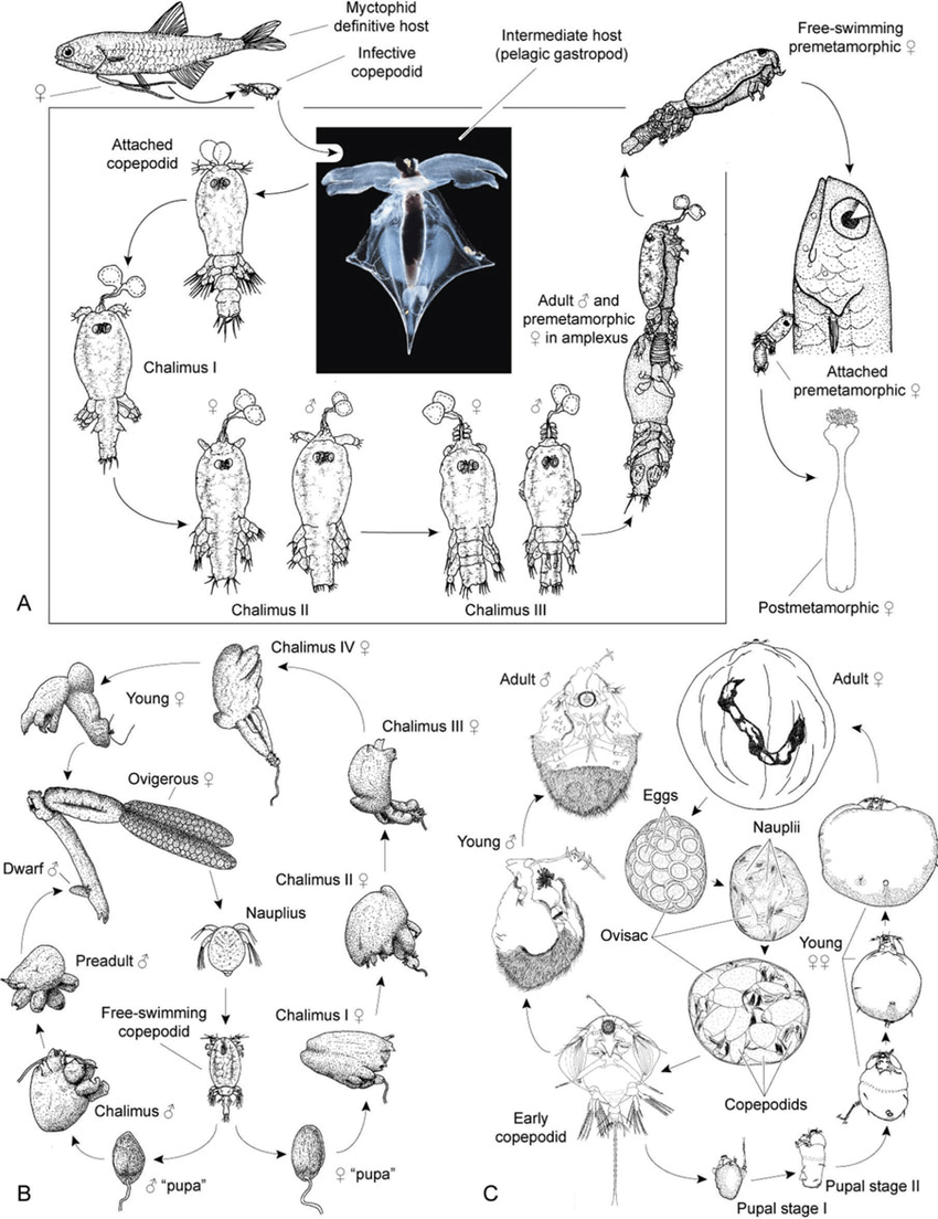 850x1104 Life Cycles Of Parasitic Copepods A Drawing Of The Two Host - Life Cycle Drawing