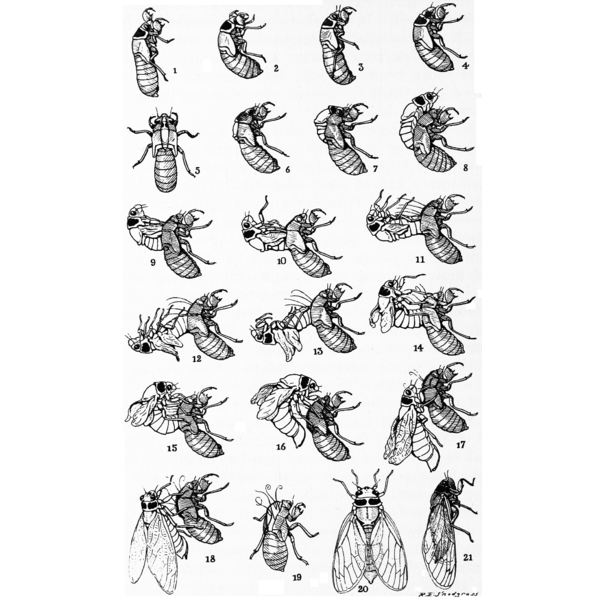 600x600 Cicada Life Cycle Including Cicada Drawings - Life Cycle Drawing