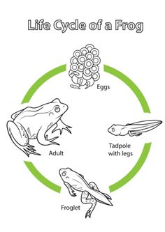 Drawing The Life Cycle Of A Plant at PaintingValley.com | Explore ...