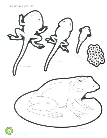 371x480 Frog Life Cycle Activities For Preschool Coloring - Life Cycle Of A Frog Drawing