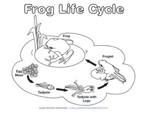291x225 Frog Life Cycle Lesson Plan For Grade Lesson Planet - Life Cycle Of A Frog Drawing