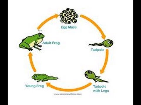 480x360 Frog Life Cycle Video For Kids Science For Kids - Life Cycle Of A Frog Drawing