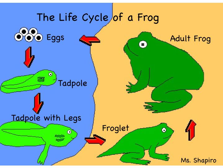 Life Cycle Of A Frog Drawing at PaintingValley.com | Explore collection ...