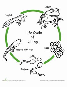 Life Cycle Of A Frog Drawing at PaintingValley.com | Explore collection ...