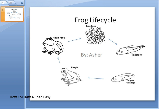 650x448 How To Draw A Toad Easy Life Cycle A Frog Drawing - Life Cycle Of A Frog Drawing