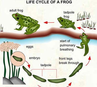 407x368 Huge Collection Of 'life Cycle Of A Frog Drawing' Download More - Life Cycle Of A Frog Drawing
