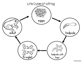 350x270 Life Cycle Of A Frog - Life Cycle Of A Frog Drawing