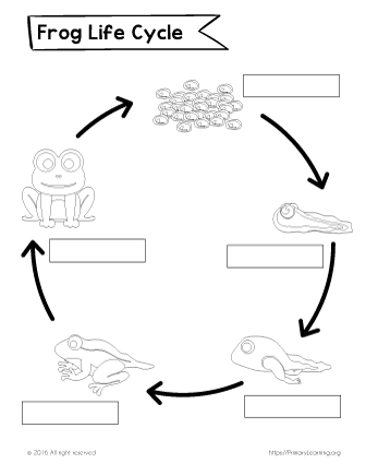 Life Cycle Of A Frog Drawing at PaintingValley.com | Explore collection ...