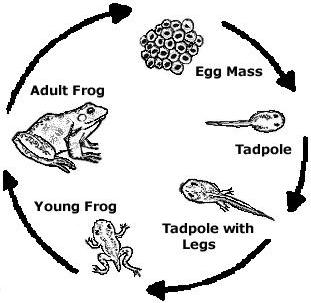 311x303 Learn About The Life Cycle Of A Frog + Free Worksheet - Life Cycle Of A Frog Drawing