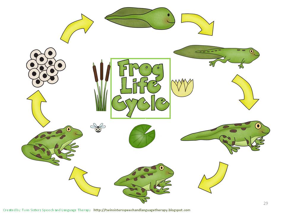 Life Cycle Of A Frog Drawing at Explore collection