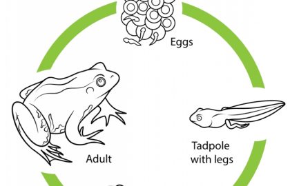 life cycle of a frog drawing easy with pencil