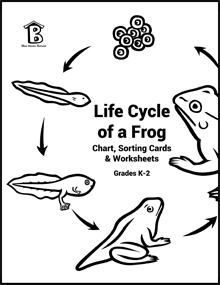 Life Cycle Of A Frog Drawing at PaintingValley.com | Explore collection ...