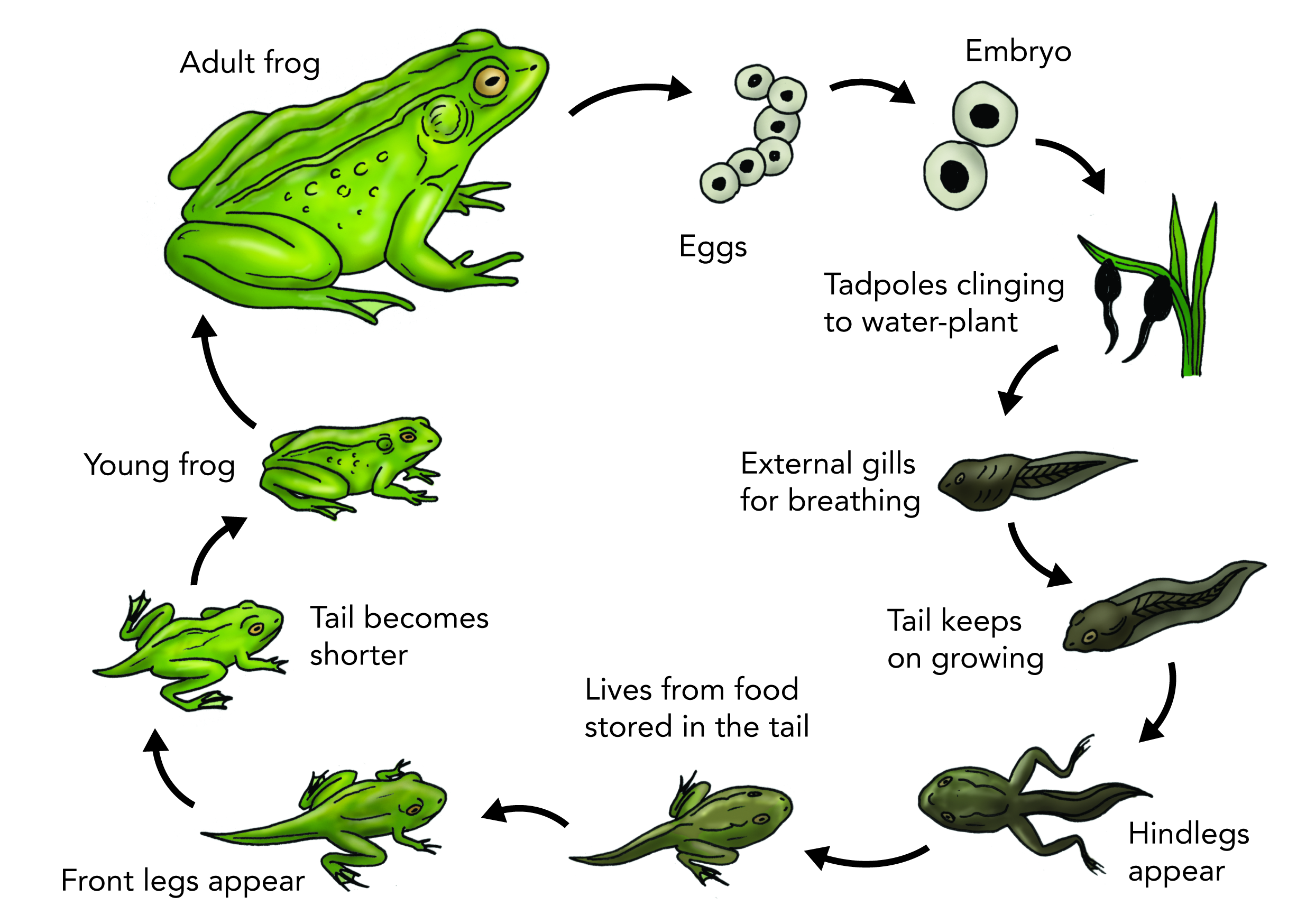 2453x1748 Life Cycle Of A Frog Drawing - Life Cycle Of A Frog Drawing