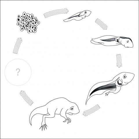480x480 Life Cycle Of A Frog Teachers Of India - Life Cycle Of A Frog Drawing
