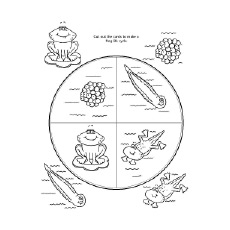 230x230 Smartness Inspiration Life Cycle Of A Frog Coloring - Life Cycle Of A Frog Drawing
