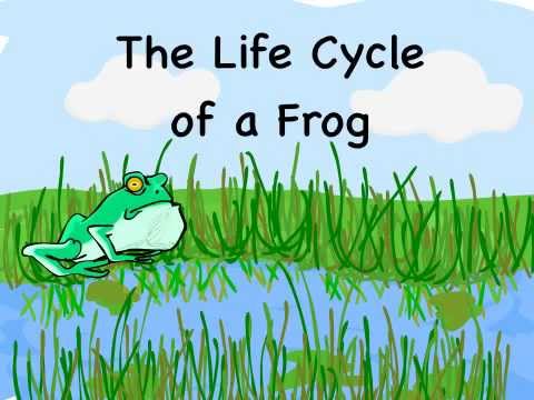 480x360 The Life Cycle Of A Frog Drawn And Animated With Animation - Life Cycle Of A Frog Drawing