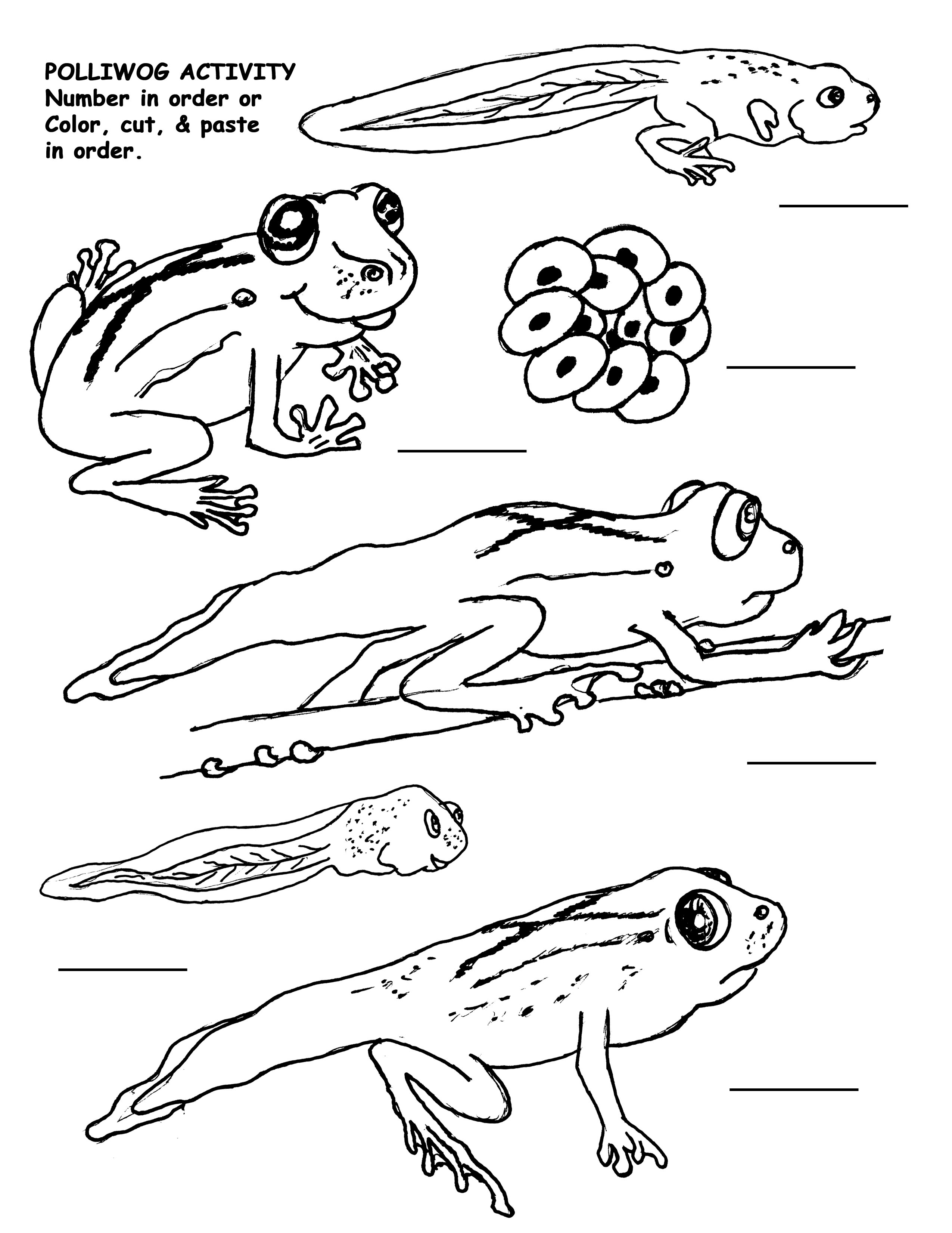 2550x3300 Toad Drawing Frog Life Cycle For Free Download - Life Cycle Of A Frog Drawing
