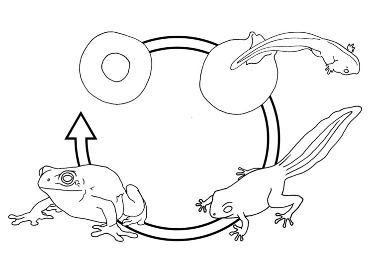 750x531 Coloring - Life Cycle Of A Frog Drawing