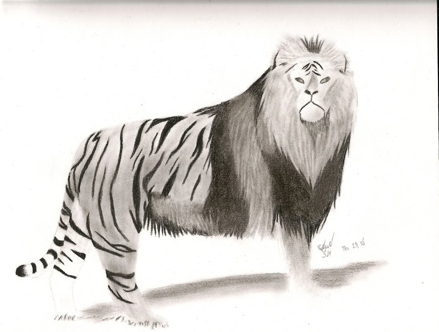 Liger Drawing at Explore collection of Liger Drawing