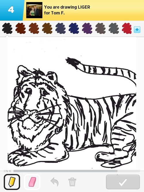 500x667 liger drawings - Liger Drawing