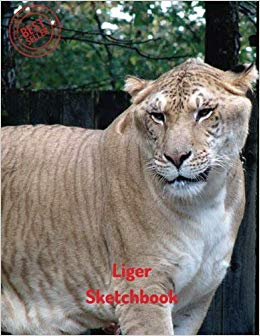 260x336 liger sketchbook blank paper for drawing, doodling or sketching - Liger Drawing