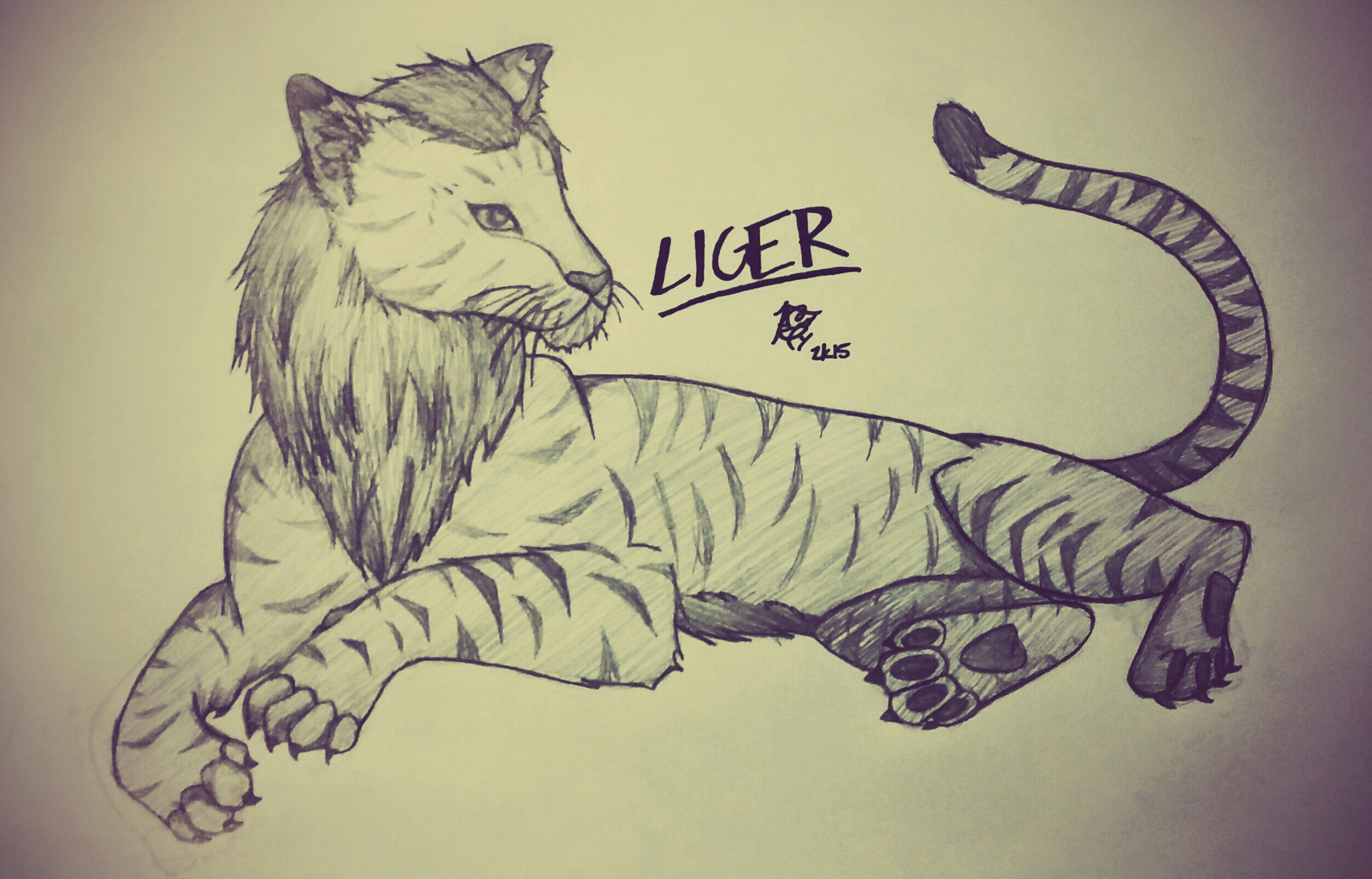 Liger Drawing at PaintingValley.com | Explore collection of Liger Drawing