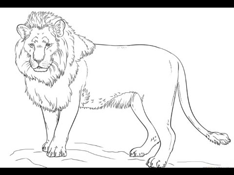 480x360 how to draw a lion - Liger Drawing