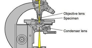 359x188 difference between light microscope and electron microscope - Light Microscope Drawing
