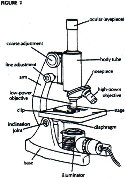 412x585 labeling parts of a compound light microscope image formation - Light Microscope Drawing