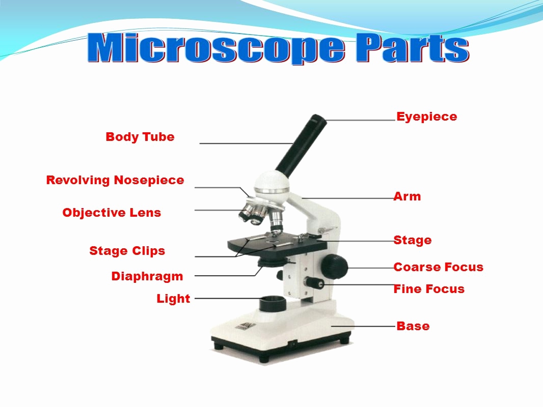 1066x800 Light Microscope Diagram Lovely Parts A Microscope Drawing - Light Microscope Drawing