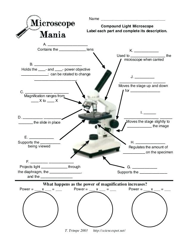 638x826 Light Microscopy Drawing Label Blank Microscope Diagram - Light Microscope Drawing