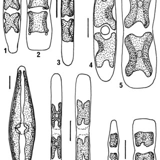 320x320 Light Microscope Drawings Of Fresh Material To Show - Light Microscope Drawing