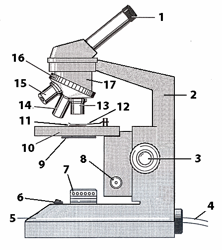 447x502 Outline Pond Life - Light Microscope Drawing