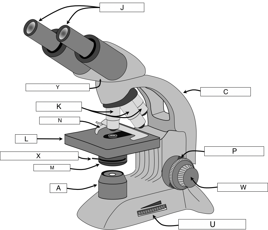 888x762 The Microscope - Light Microscope Drawing