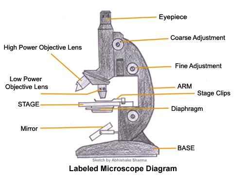 500x364 A Study Of The Microscope And Its Functions With A Labeled Diagram - Light Microscope Drawing