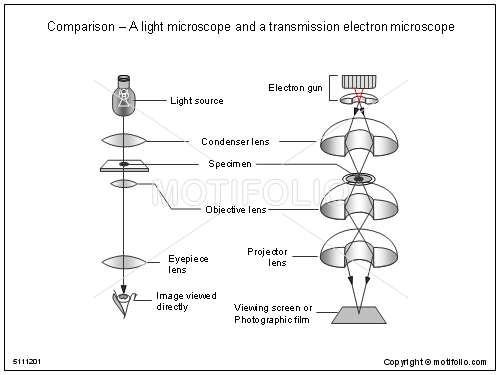 500x375 comparison a light microscope and a transmission electron - Light Microscope Drawing