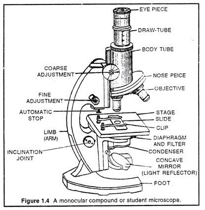 413x424 Compound Microscope Structure And Working Principles - Light Microscope Drawing