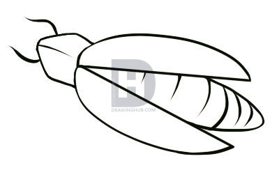 387x254 How To Draw A Firefly, Step - Lightning Bug Drawing