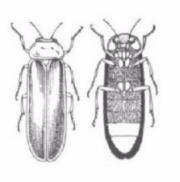 180x182 Italian Gardens And The Glowfly - Lightning Bug Drawing