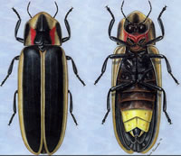 200x173 An Explanation Behind The Lightningbug Vs Firefly Debate - Lightning Bug Drawing