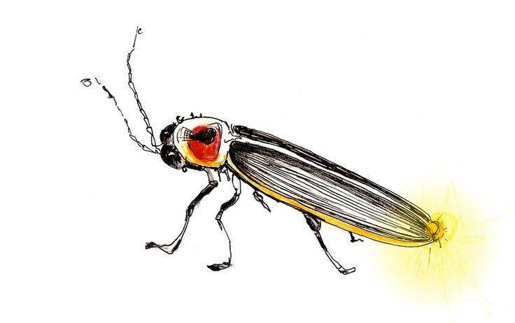 736x462 Small Lightning Bug Drawing - Lightning Bug Drawing
