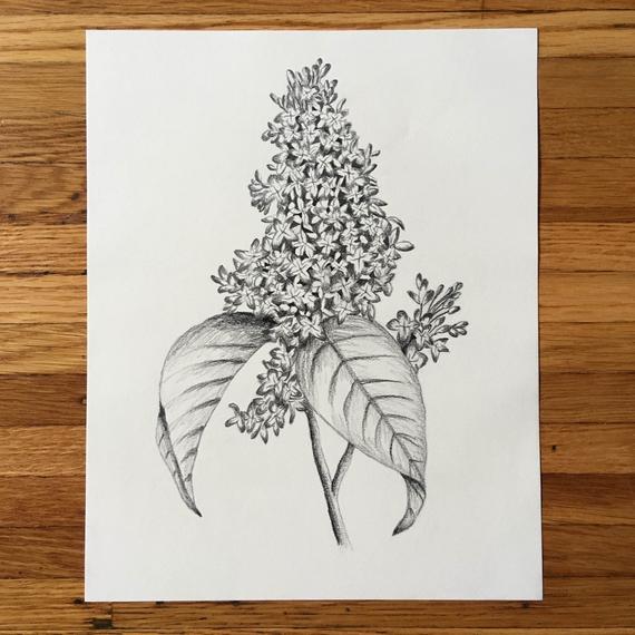 570x570 lilac drawing lilacs flower floral print botanical etsy - Lilac Botanical Drawing