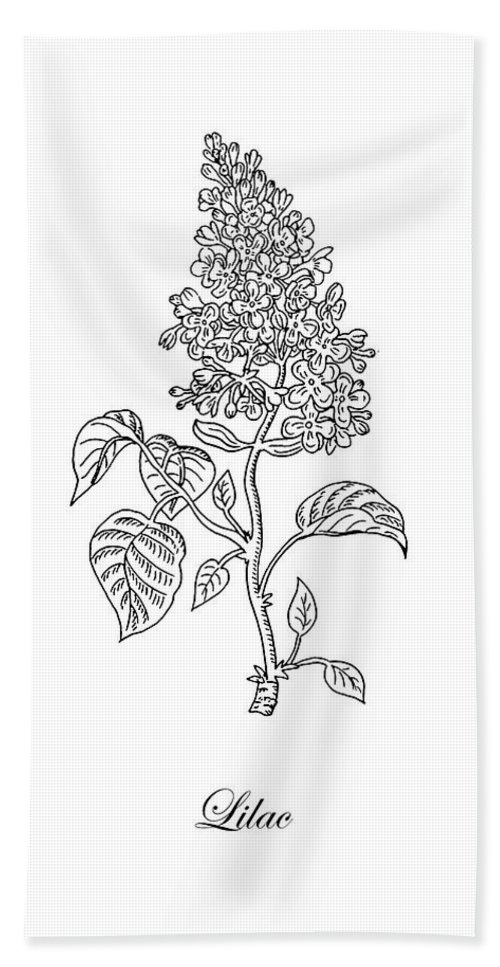 500x967 lilac flower botanical drawing black and white beach towel - Lilac Botanical Drawing